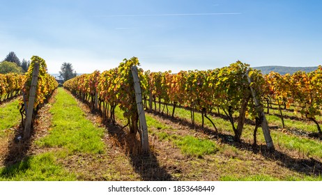 Traditional Hungarian Grape Field In The Late Summer Over The Clear Blue Sky.