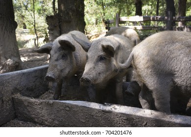 Traditional Hungarian Pigs Stock Photo 704201476 | Shutterstock