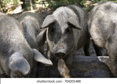 Traditional Hungarian Pigs Stock Photo 704201488 | Shutterstock