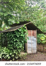 Traditional hut house with vines on the wall