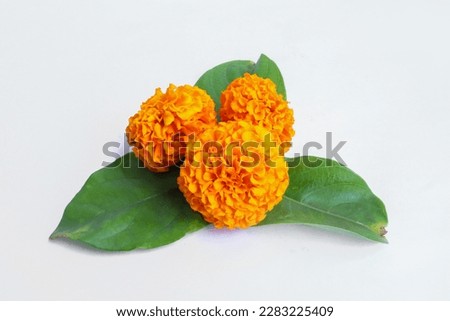 Traditional Indian floral garland with marigold flowers and mango leaves. Decoration for Indian hindu holidays or wedding. Isolated on white.