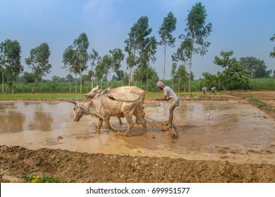 Traditional Indian Framer Using An Oxen To Plow Paddy Field For Planting.