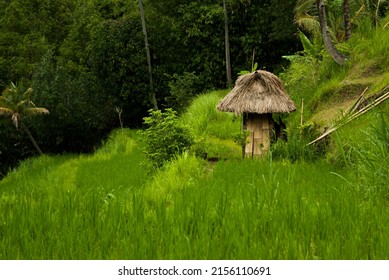 Traditional indonesian bamboo hut on lush green rice fild and tropical forest. Beautiful travel in culture asia and Bali.