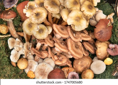 Traditional italian mushrooms. Top view of delicious food