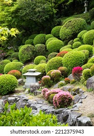 Traditional Japanese Garden With Azalea Bushes Blooming In Springtime