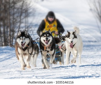 Traditional Kamchatka Dog Sledge Race Elizovsky Sprint.