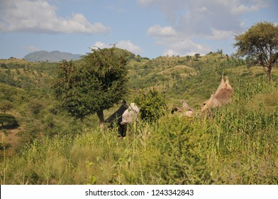 Traditional Konso Tribe Village