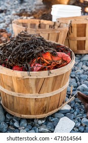 Traditional Lobster Bake With A Basket Of Seaweed On The Beach