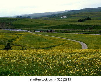 Traditional Meadows, Upper Teesdale, England