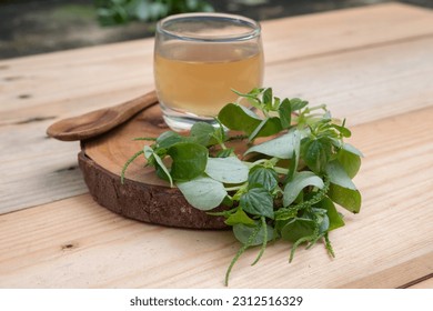 Traditional medicinal herb drink made from Peperomia pellucida plant in Indonesian is called sirih cina. good drink for health selective focus.