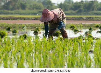 Traditional Method Of Rice Planting.Rice Farmers Divide Young Rice Plants And Replant In Flooded Rice Fields In South East Asia.