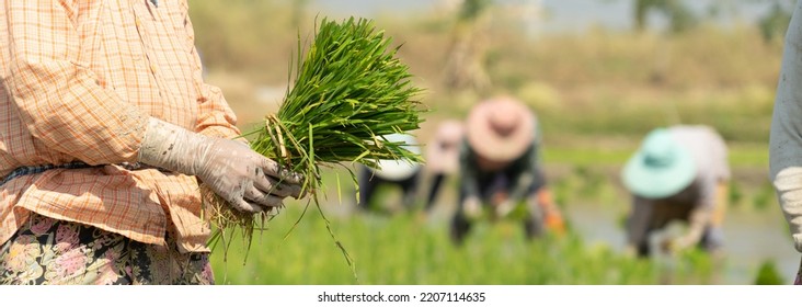 Traditional Method of Rice Planting.Rice farmers divide young rice plants and replant in flooded rice fields in south east asia. - Shutterstock ID 2207114635