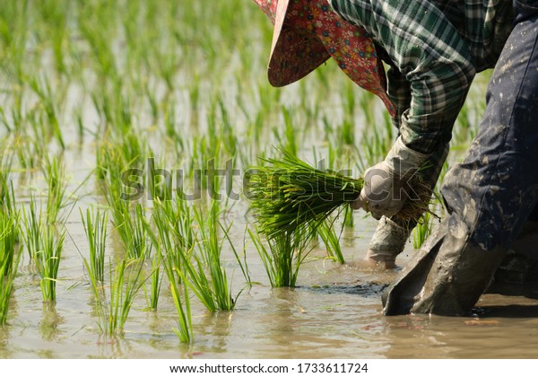 Traditional Method of Rice Planting.Rice farmers\
divide young rice plants and replant in flooded rice fields in\
south east asia.