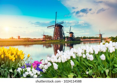 traditional Netherlands Holland dutch scenery with one typical windmill and tulips, Netherlands countryside