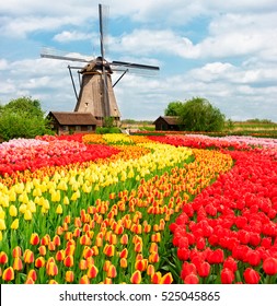 traditional Netherlands Holland dutch  scenery with one typical windmill and tulips, Netherlands countryside