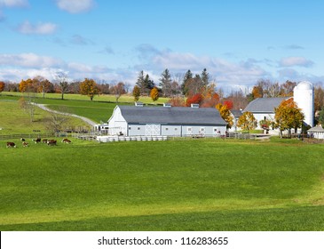 Traditional New England Farm With Cows