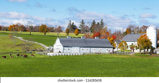 Traditional New England Farm With Cows