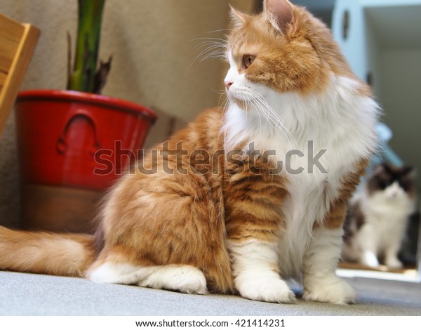 persian cat orange and white
