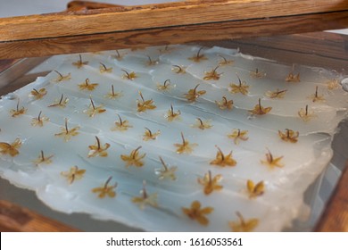 Traditional Perfume Making Technique Of Trapping The Scent In Animal Fat Enfleurage