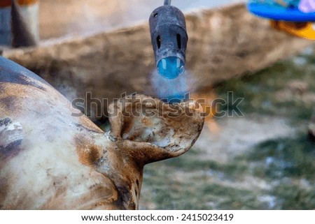 Traditional pig kill and processing in Hungary - the pig skin is burned with a flamethrower. The process of preparing for a pig slaughter: scorching and cleaning the pig’s skin. 