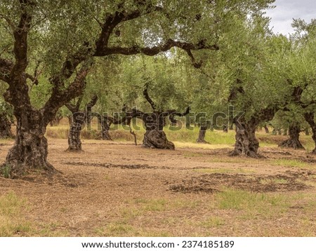 Traditional plantation of olive trees in Greece village.
