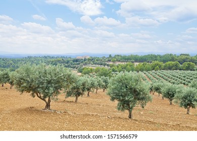 Traditional Plantation Of Olive Trees. Provence, France 