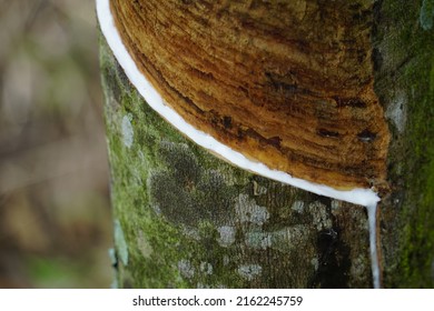 The Traditional Process Of Extracting Rubber Sap From Trees