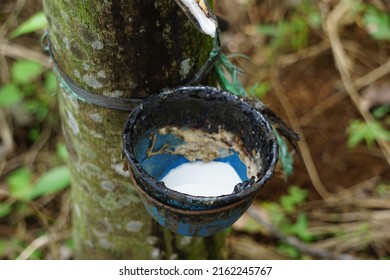 2,927 Fruit of rubber tree Images, Stock Photos & Vectors | Shutterstock