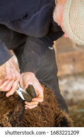 Traditional, professional  sheep shearer trimming hooves of a ewe at a barn in East Windsor, Connecticut, in early March just before lambing season.