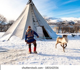 Traditional Sami Reindeer-skin Tents (lappish Yurts) In Tromso .reindeer Breeder