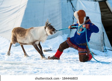 Traditional Sami Reindeer-skin Tents (lappish Yurts) In Tromso .reindeer Breeder 