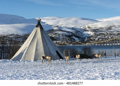 Traditional Sami Reindeer-skin Tents (lappish Yurts) In Troms Region Of Norway