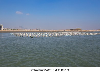 Traditional Seaweed And Kelp Farm On The Ocean Near Xiamen City, China