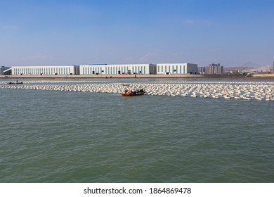 Traditional Seaweed And Kelp Farm On The Ocean Near Xiamen City, China