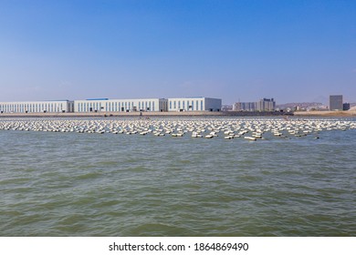 Traditional Seaweed And Kelp Farm On The Ocean Near Xiamen City, China