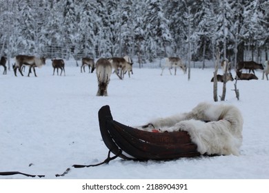 Traditional Sledge Used By Saami In Lapland, Sweden