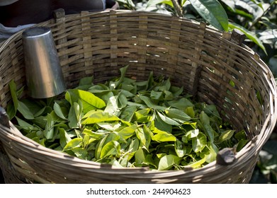 Traditional tea picking basket full of tea leaves in Assam, India