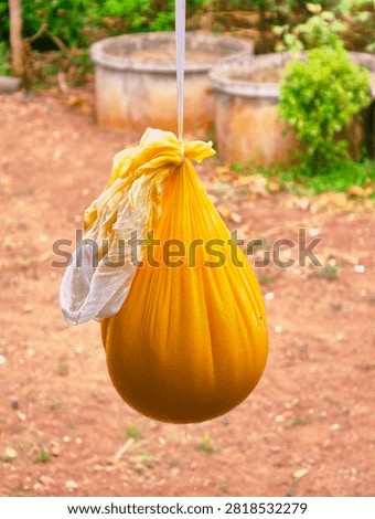 Traditional Thai process of straining fresh palmyra palm fruit pulp in a cheesecloth bag to drain water for making Khanom Tan dessert. Vertical food photography.