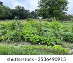 Traditional Three Sisters Native American farm in Iowa