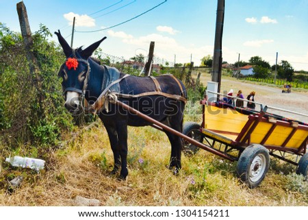 Traditional tourist attraction in the Bulgarian village - funny donkey rides