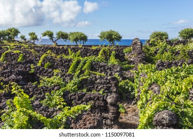 Traditional vineyard landscape of Pico Island, Azores, Portugal