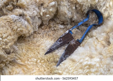 Traditional Vintage Blade Shears -  Sheep Shearing Is The Process By Which The Woolen Fleece Of A Sheep Is Cut Off. The Person Who Removes The Fleece Is Called A Shearer. 