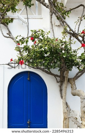 Traditional white Greek house facade with blue door and blooming tree. Santorini island, Greece.
