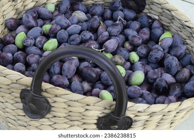 Traditional wicker basket of ripe olives. Harvested in northern Cyprus for the preparation of homemade olive oil. - Powered by Shutterstock