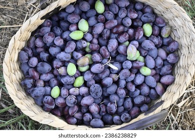 Traditional wicker basket of ripe olives. Harvested in northern Cyprus for the preparation of homemade olive oil. - Powered by Shutterstock