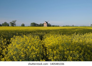Traditional wooden windmill and 
rapeseed field - Poland, Zulawy, Mokry Dwor - Shutterstock ID 1405481336