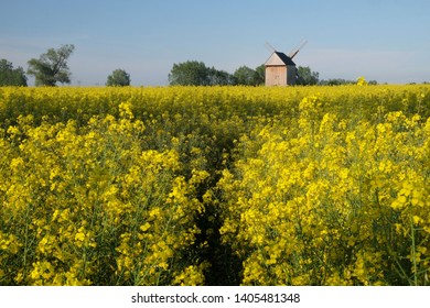 Traditional wooden windmill and 
rapeseed field - Poland, Zulawy, Mokry Dwor - Shutterstock ID 1405481348