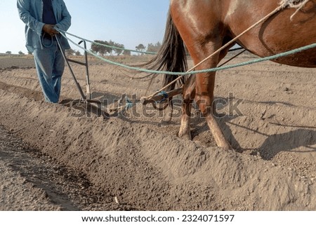 Traditional work: Mexican peasant farmer tilling the land with a horse for amaranth cultivation