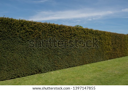 Foto Bild Eibenhecke (Taxus baccata)