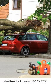 Traffic accident on the car fell a tree
